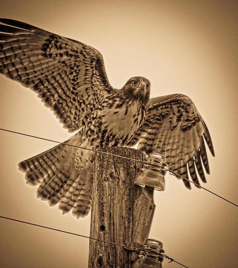 Vintage Hawk Photograph by Steve McKinzie