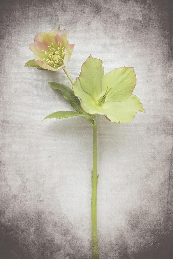 Vintage Hellebore Study II Painting by Felicity Bradley - Pixels