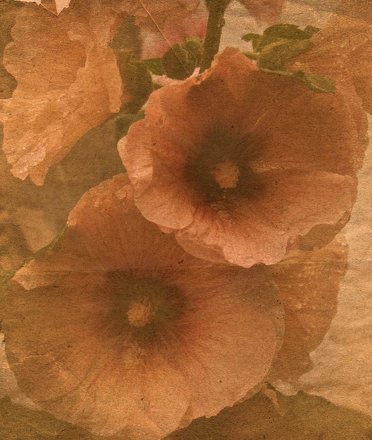 Flower Photograph - Vintage Hollyhocks by Richard Cummings