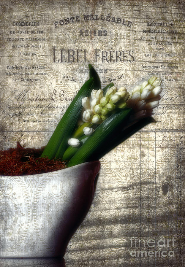 Vintage Hyacinth Photograph by Darren Fisher