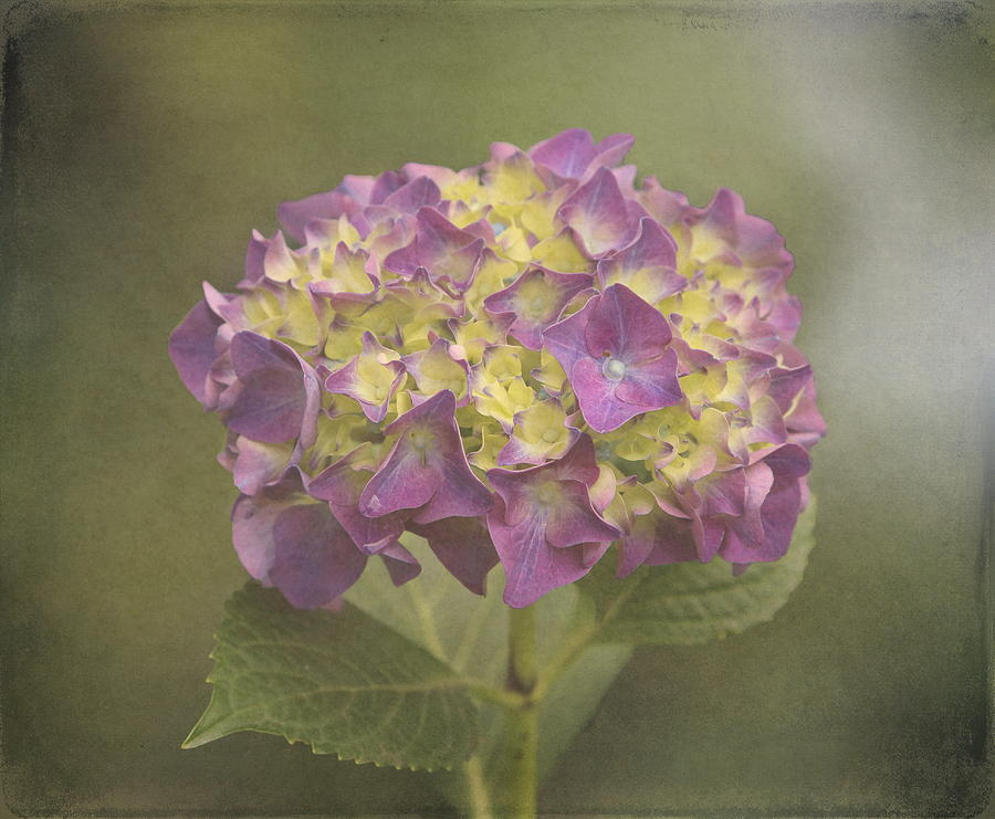 Vintage Hydrangea Photograph by Angie Vogel