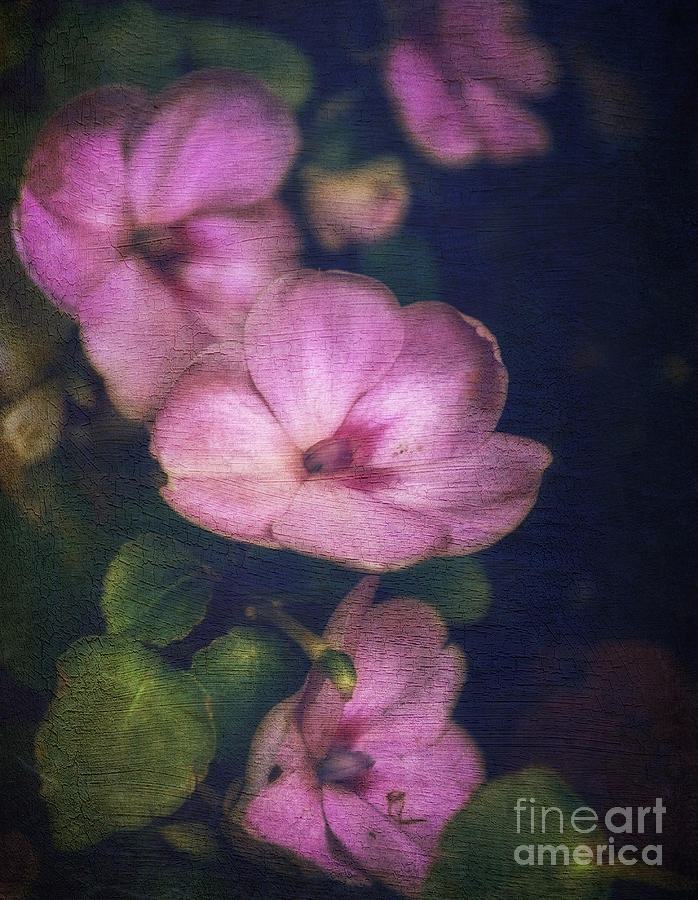 Flower Photograph - Vintage Impatiens by Debra Fedchin