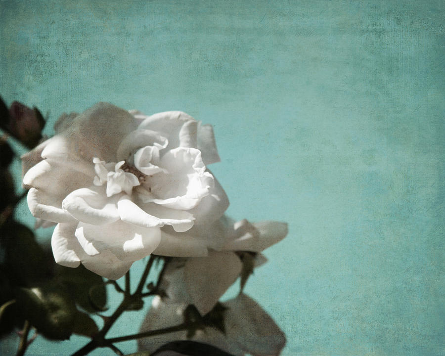 Vintage Inspired White Roses on Aqua Blue Green - Photograph by Brooke T Ryan