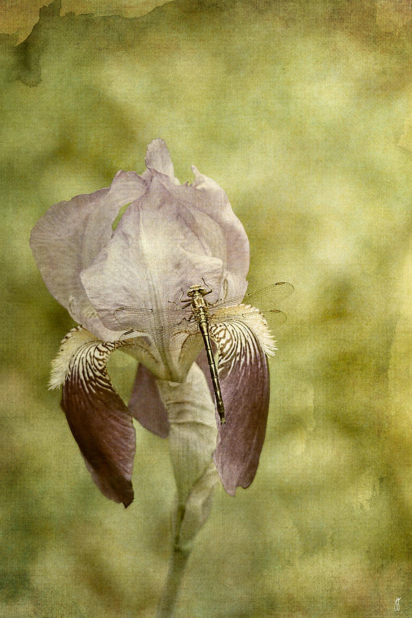 Vintage Iris and Dragonfly Photograph by Jai Johnson