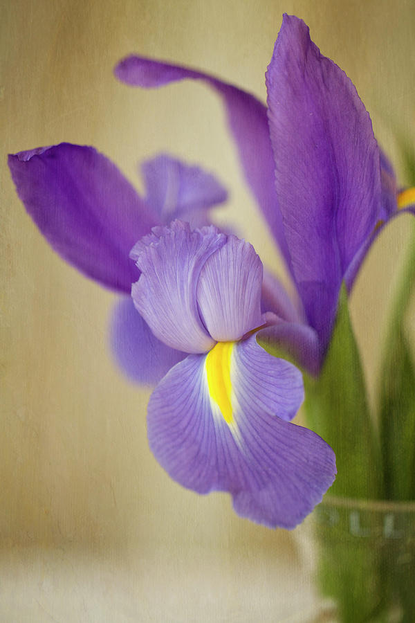 Vintage Iris In Vase Photograph by Susangaryphotography