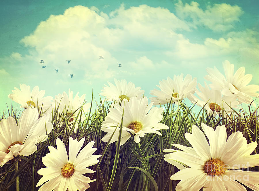 Vintage look of summer daisies in grass Photograph by Sandra Cunningham