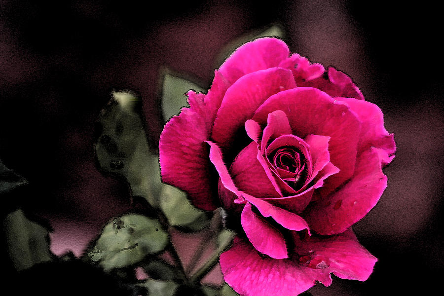 Vintage Love Rose Photograph by Kay Novy