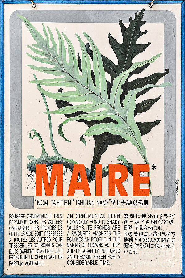 Sign Photograph - Vintage Market Sign 1 - Papeete - Tahiti - Maire - Fern by Ian Monk