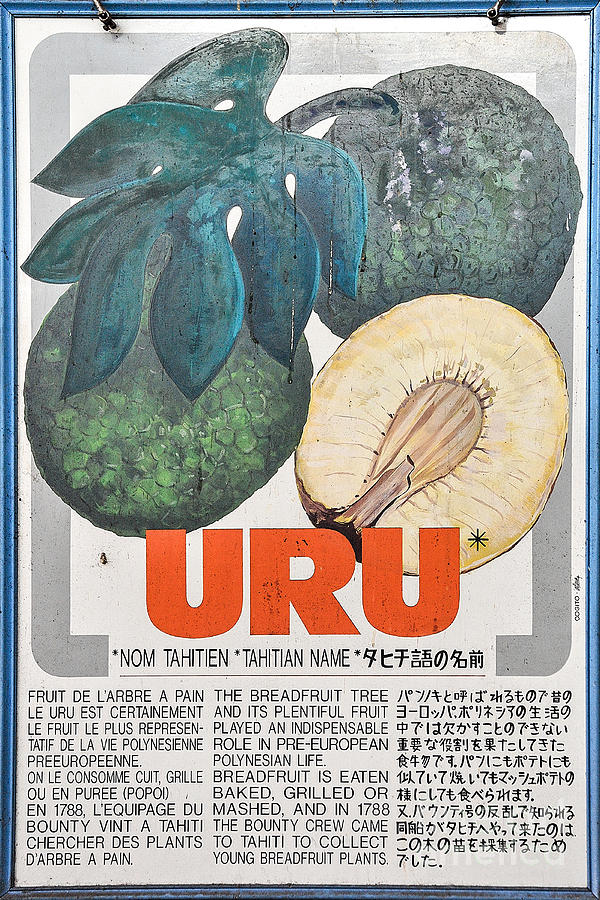 Sign Photograph - Vintage Market Sign 2 - Papeete - Tahiti - Uru - Breadfruit by Ian Monk