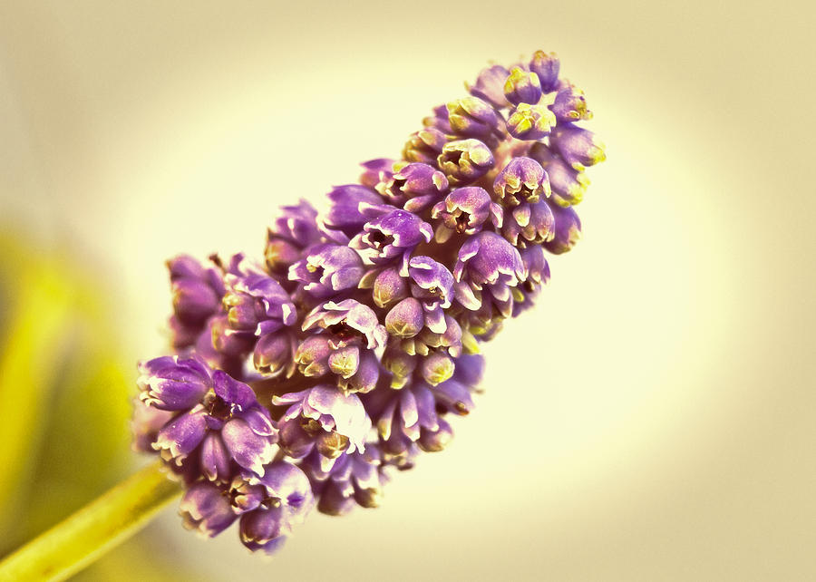 Vintage Muscari Photograph by Caitlyn  Grasso
