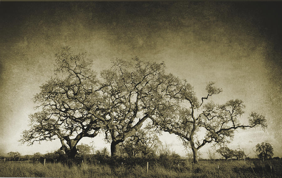Nature Photograph - Vintage Oak Trees by Mel Gross