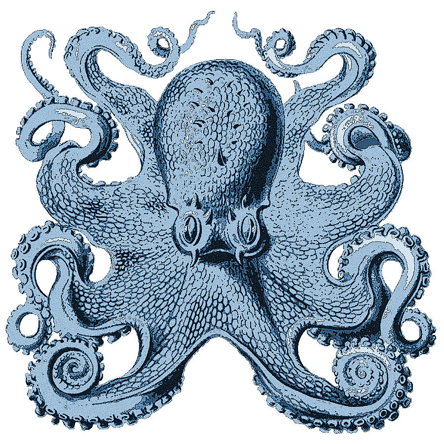 vintage octopus clipart - photo #42