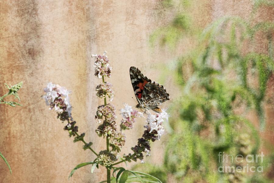Vintage Painted Lady Photograph by Marcia Breznay