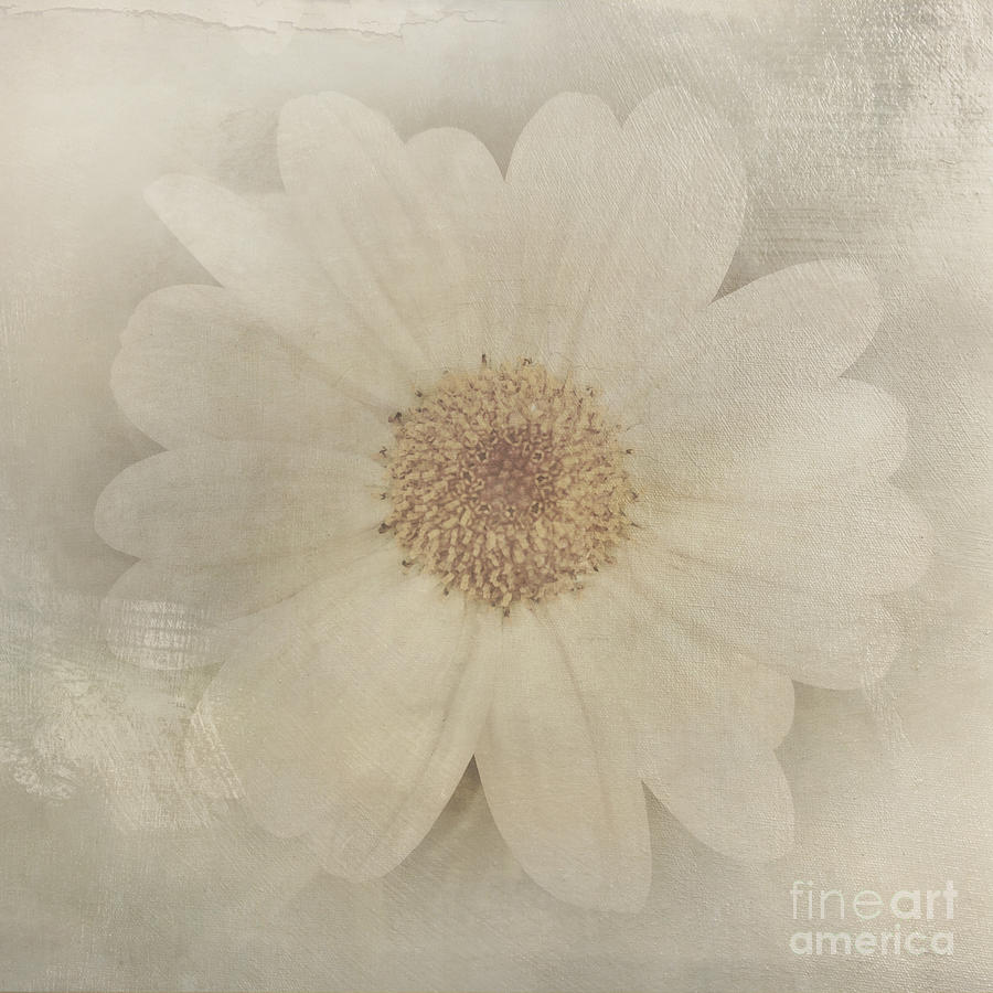 Vintage Painterly White Daisy  Photograph by Beverly Claire Kaiya