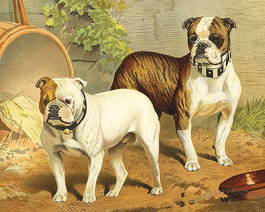 English Bulldog Photograph - Vintage Painting of English Bulldogs by Adam Shaw