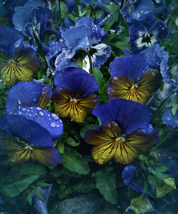 Vintage Pansy Drops Photograph by Richard Cummings