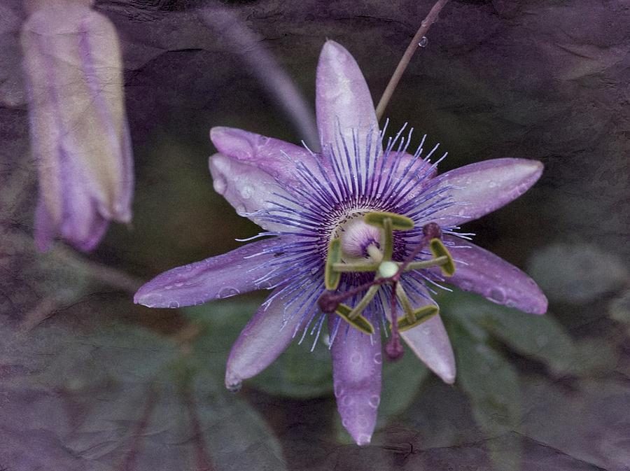 Vintage Passion Flower Photograph by Richard Cummings