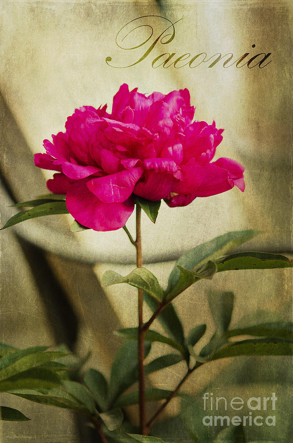 Vintage Peony Photograph by Mary Jane Armstrong