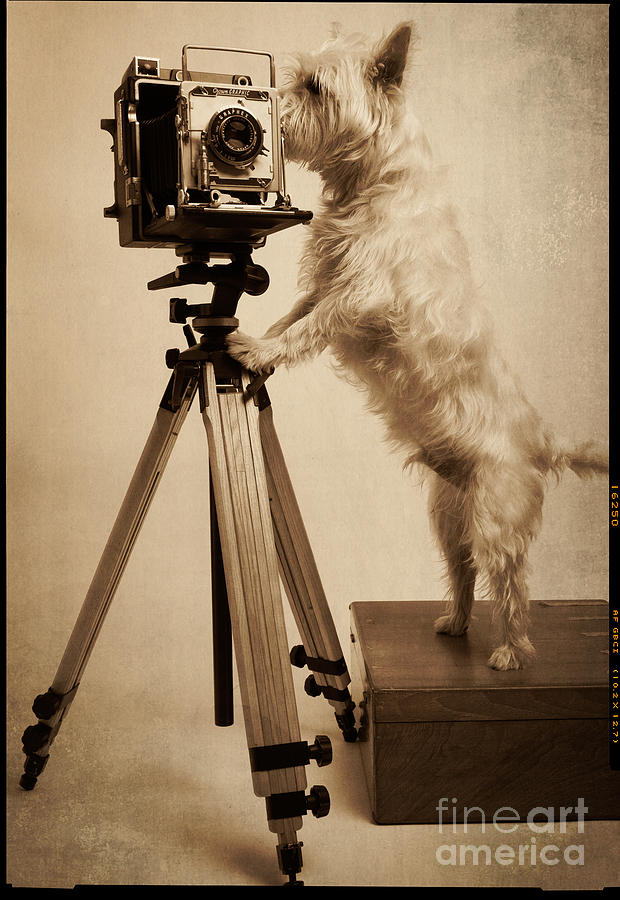 Er Photograph - Vintage Pho Dog Grapher Westie by Edward Fielding