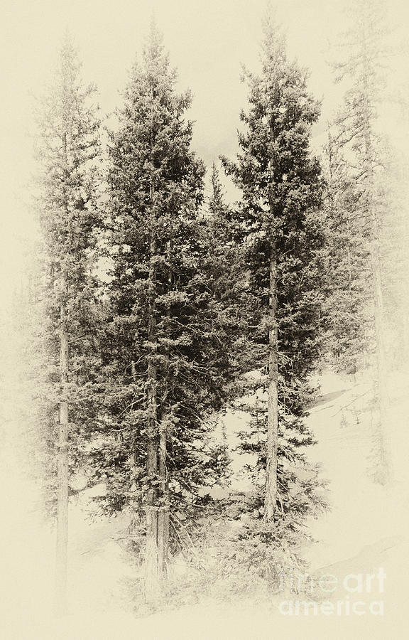 Vintage Pines Photograph by Pam  Holdsworth