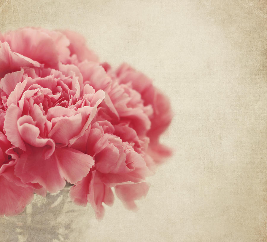 Vintage Pink Carnations Photograph by Kim Hojnacki