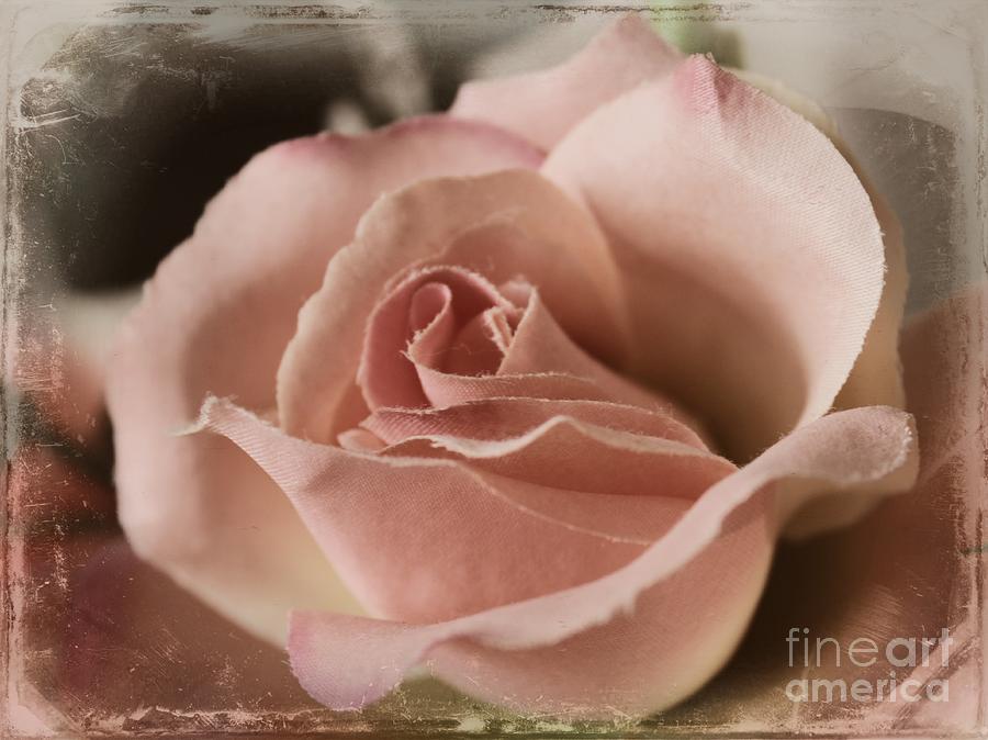 Vintage Pink Photograph by Clare Bevan