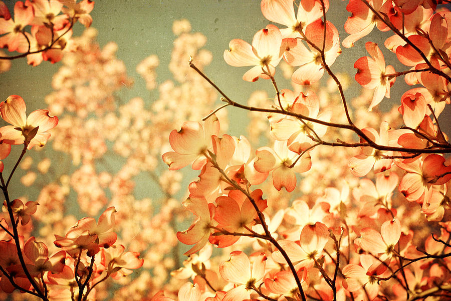 Nature Photograph - Vintage Pink by Olivia StClaire