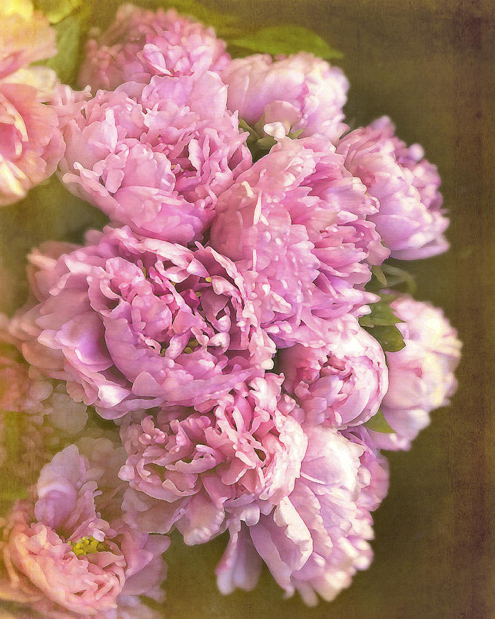 Vintage Pink Paeonies Photograph by Marzia Giacobbe