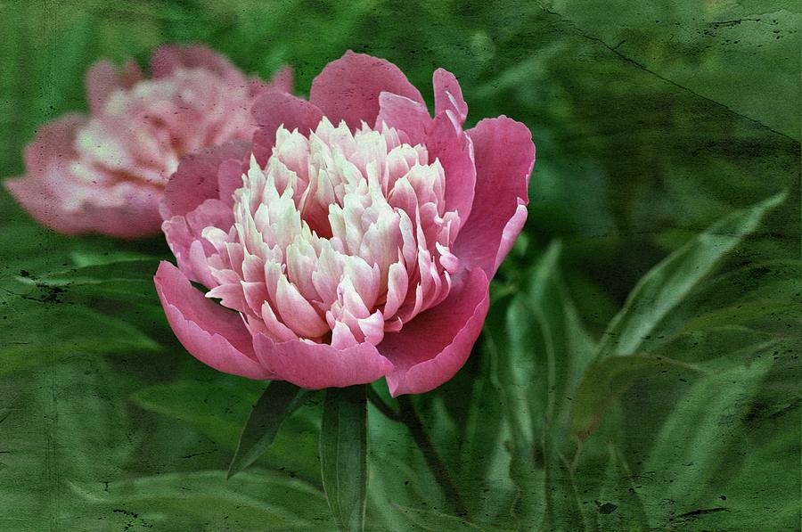 Vintage Pink Peony Photograph by Richard Cummings