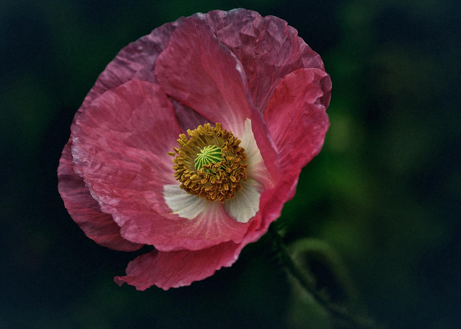 Vintage Pink Poppy Photograph by Richard Cummings