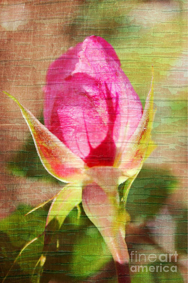 Nature Photograph - Vintage Pink Rose Bud by Judy Palkimas