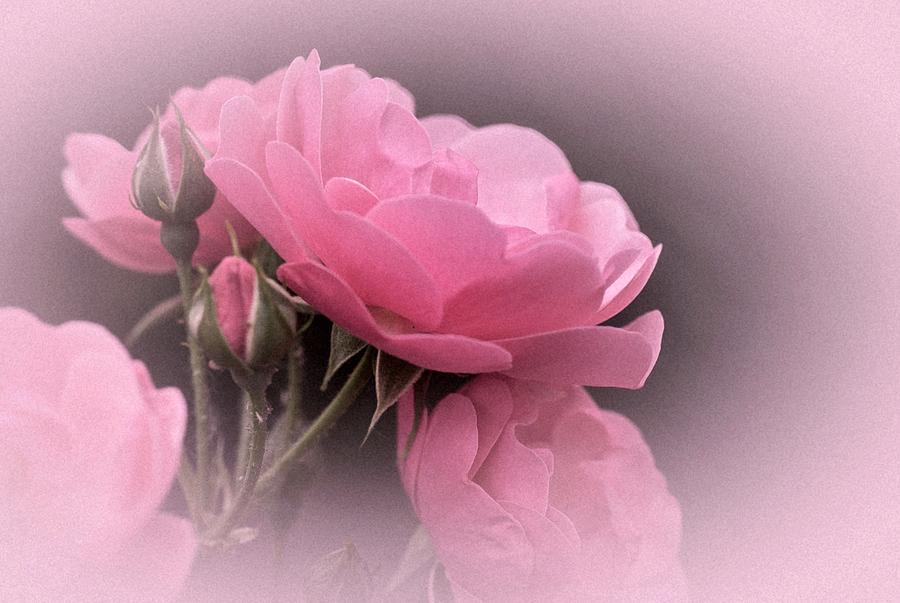 Vintage Pink Rose No. 4 Photograph by Richard Cummings