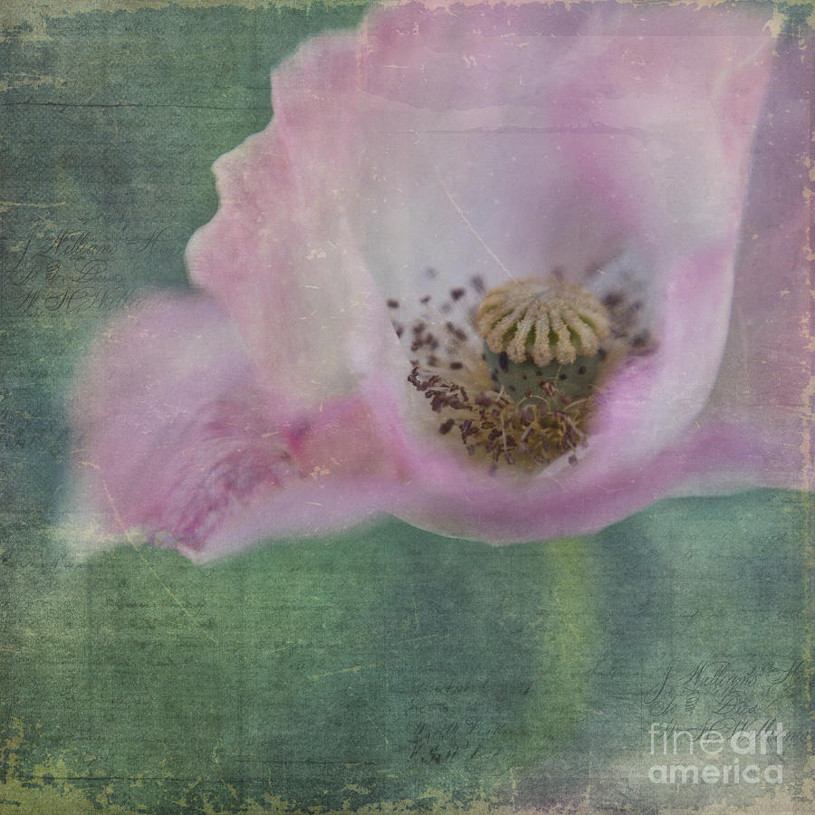 Flower Photograph - Vintage Poppy by Priska Wettstein