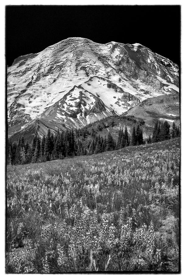 Vintage Rainier Photograph by David Patterson