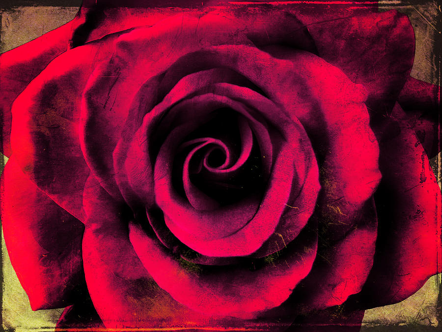 Vintage Red Rose Photograph by Shawna Rowe