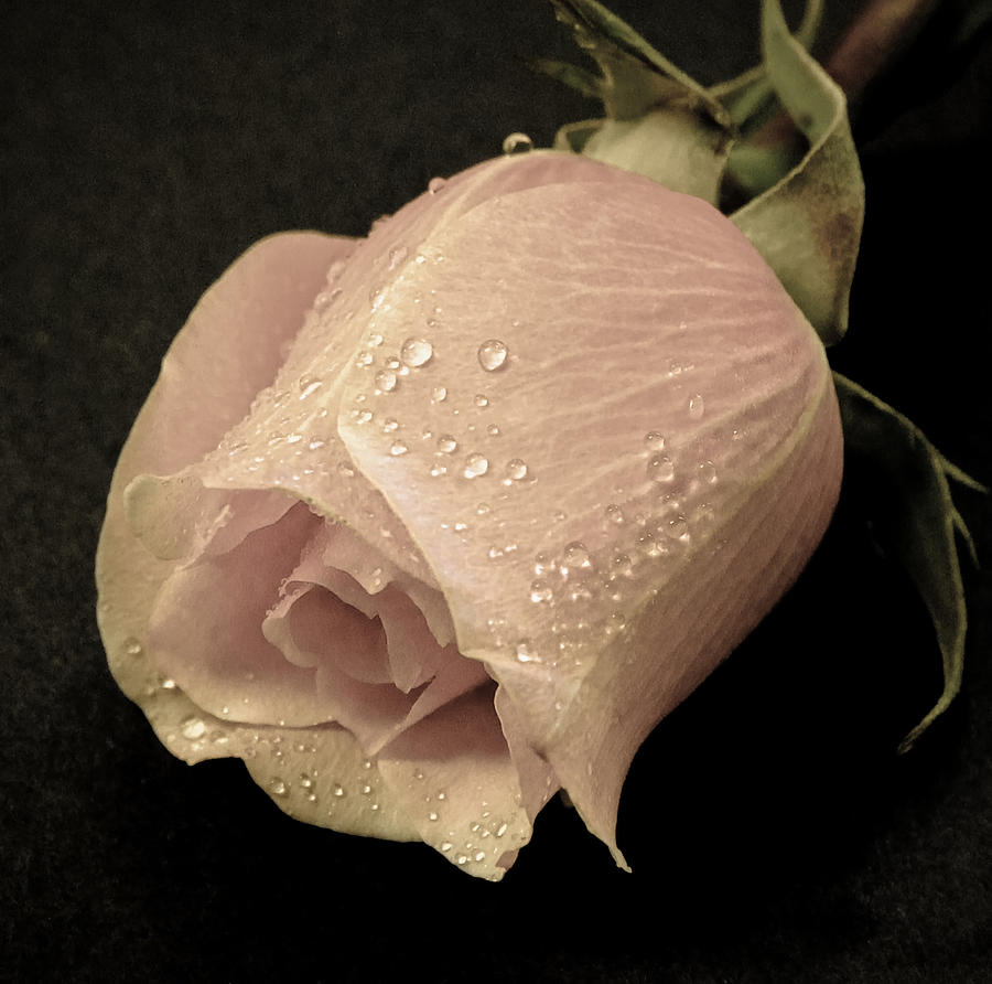 Rose Photograph - Vintage Rose by Athena Mckinzie