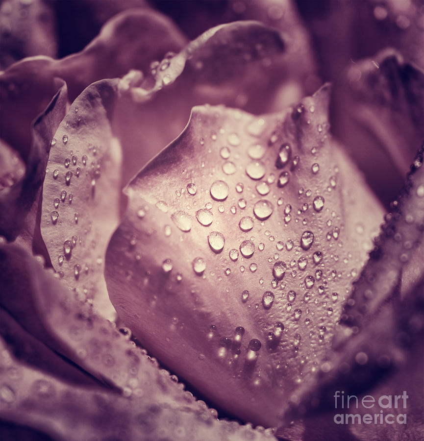 Vintage rose background Photograph by Anna Om
