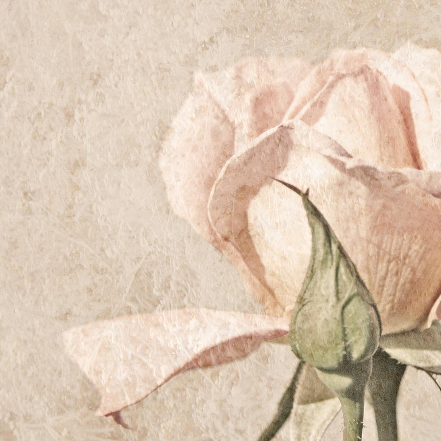 Mothers Day Painting - Vintage Rose by Brooke T Ryan