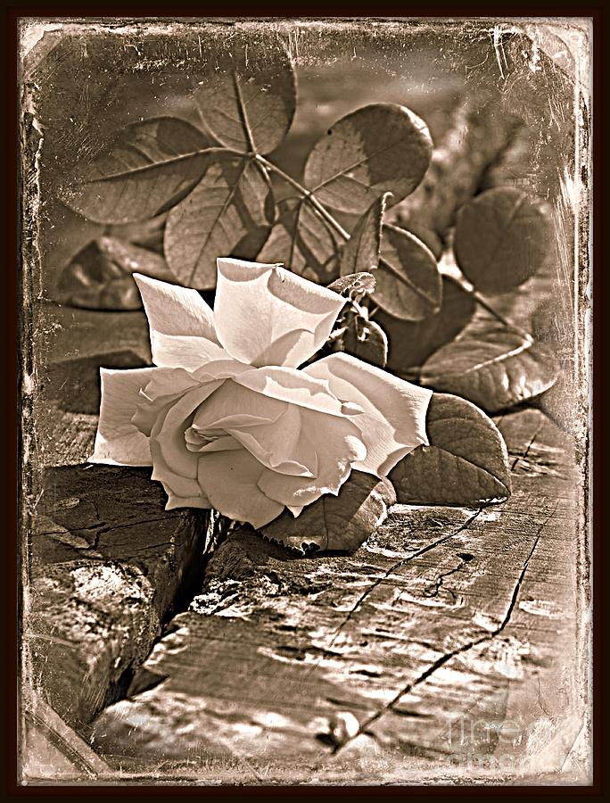 Rose Photograph - Vintage Rose by Clare Bevan