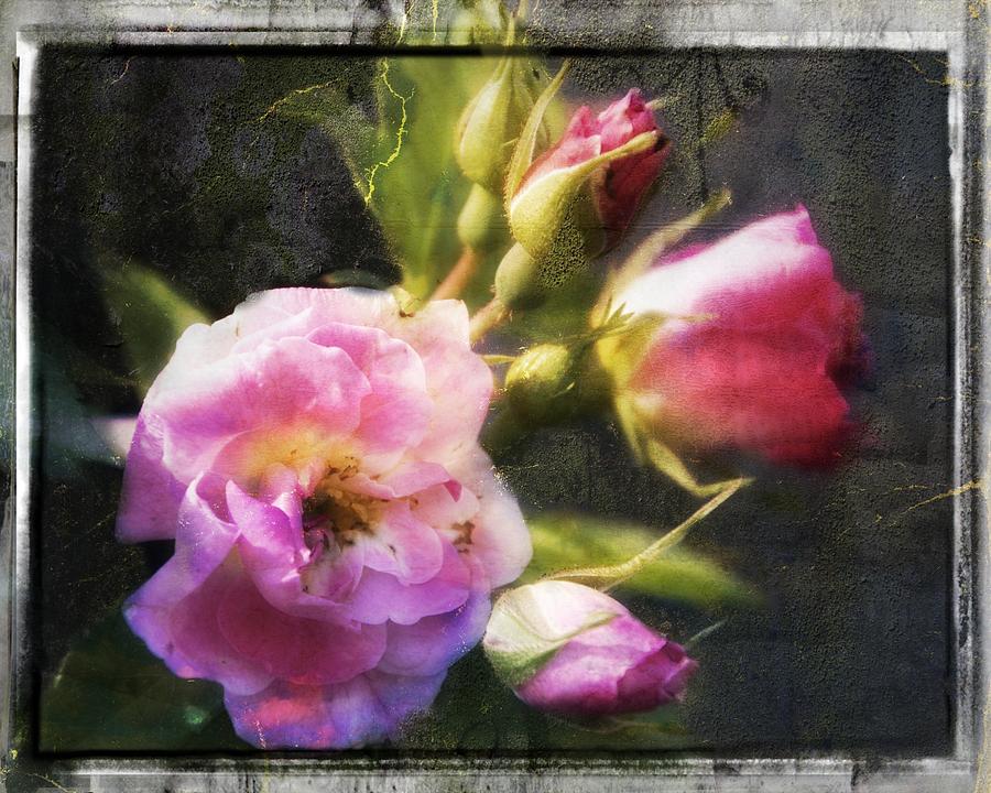 Vintage Rose Digital Art Photograph by Matt Moberly - Pixels