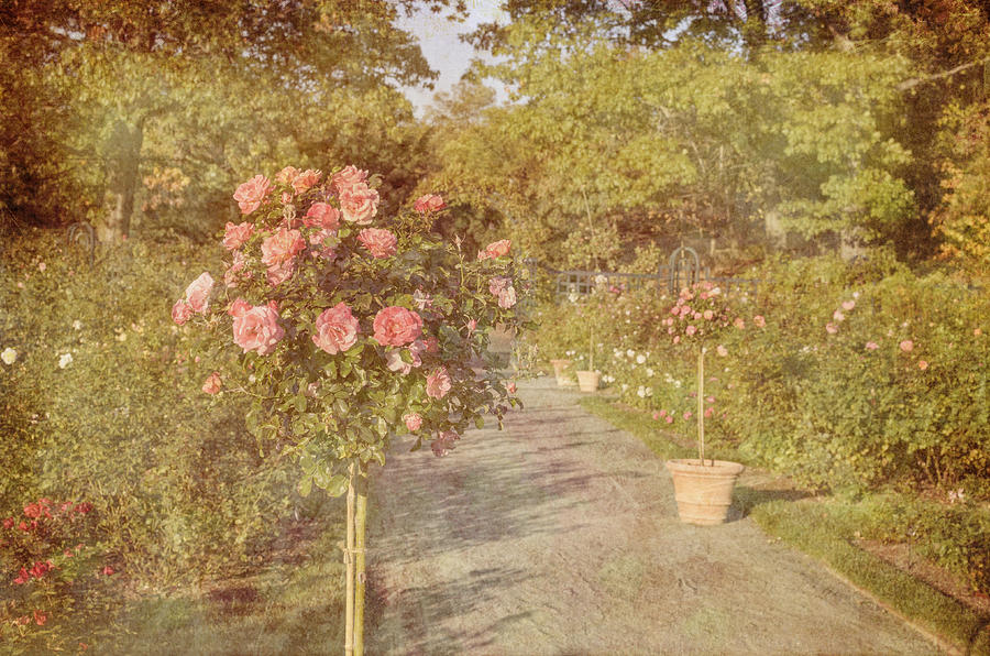Vintage Rose Garden Photograph by Marianne Campolongo