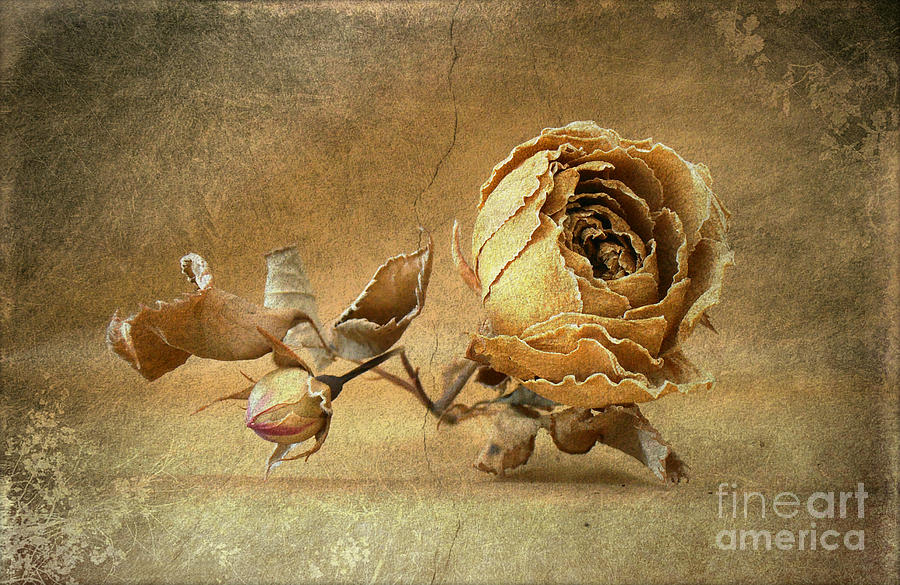 Dried Rose Photograph by Nicki P - Fine Art America