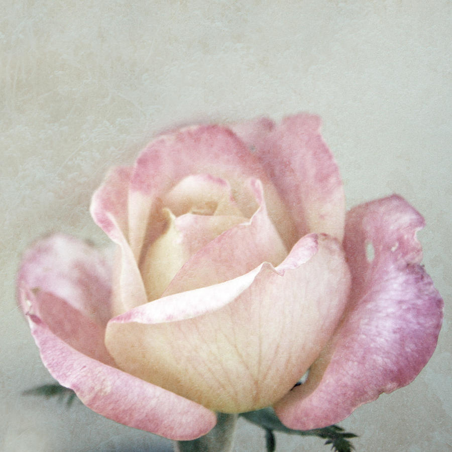 Vintage Rose in Pink and Robins Egg Blue Photograph by Brooke T Ryan