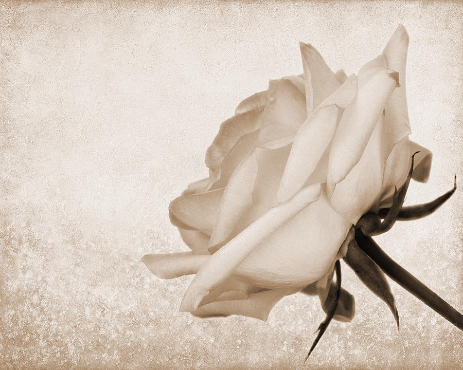 Rose Photograph - Vintage Rose by Judy Vincent