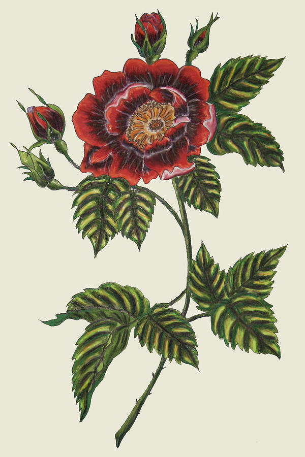 vintage rose sketch