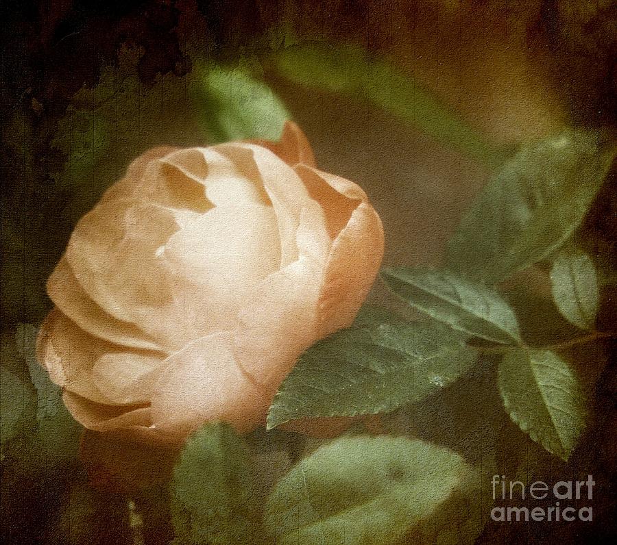 Vintage Rose Photograph by Lilliana Mendez