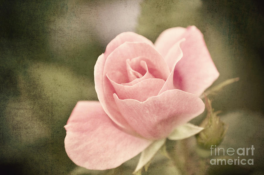 Vintage Rose  Photograph by Michael Ver Sprill