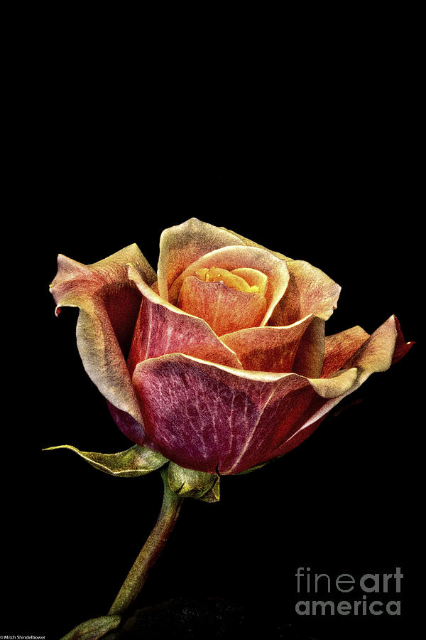 Vintage Rose Photograph by Mitch Shindelbower