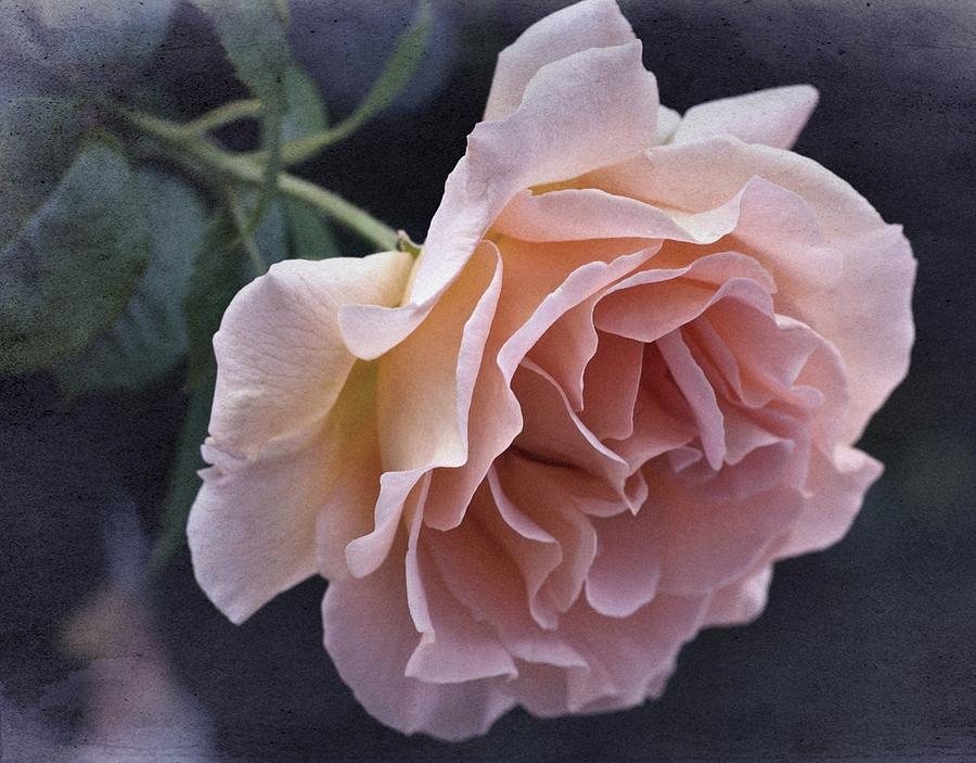 Vintage Photograph - Vintage Rose No. 6 by Richard Cummings