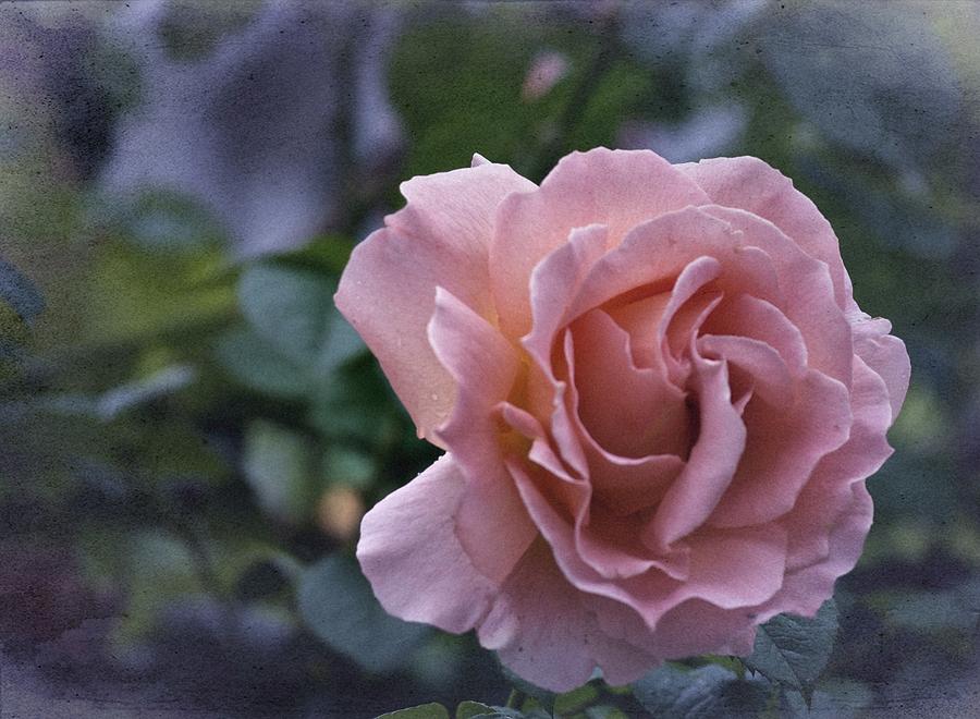 Vintage Rose No. 7 Photograph by Richard Cummings